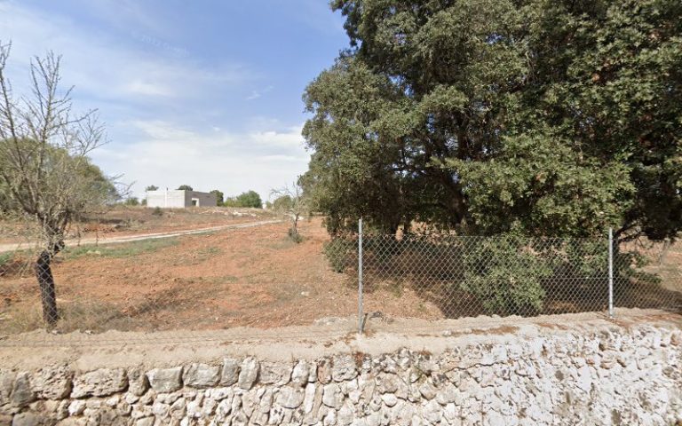 Arboles De Mallorca