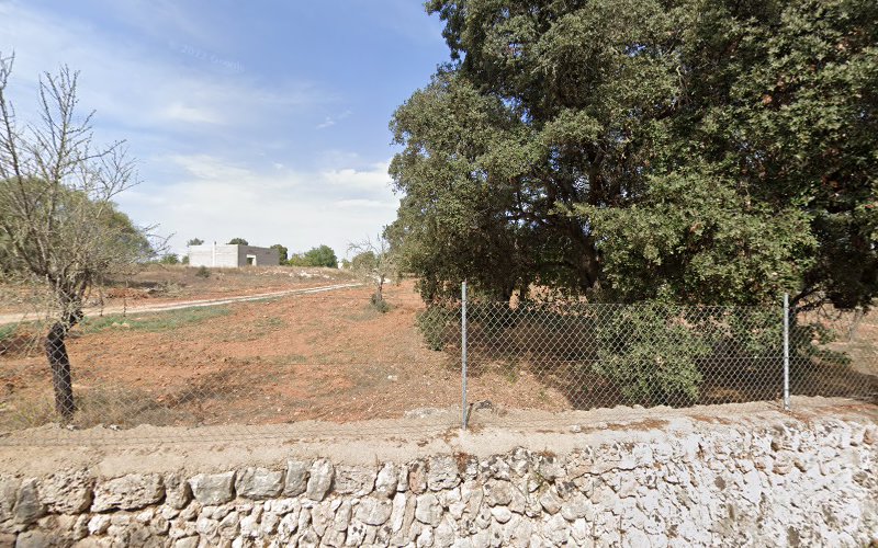 Arboles De Mallorca