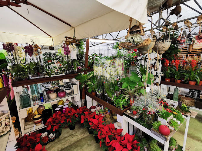Negocio Centro De Jardinería Mandragora S C