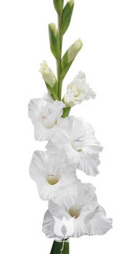 Negocio Flores Guzmán S. L.