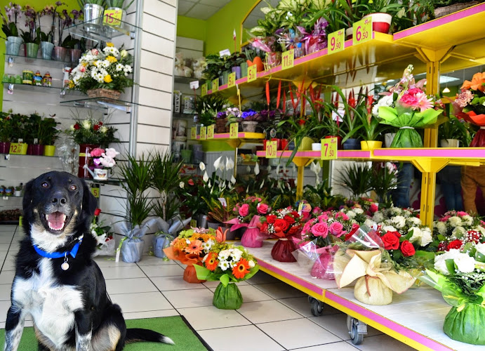 Flores Por Impulso