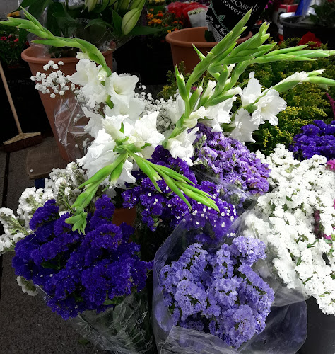 Negocio Flores Y Plantas Montse
