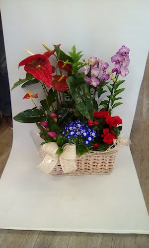 Floristeria Anforas Sevilla