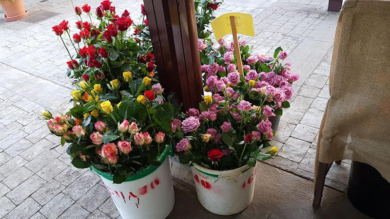 Negocio Floristería Ave De Paraíso