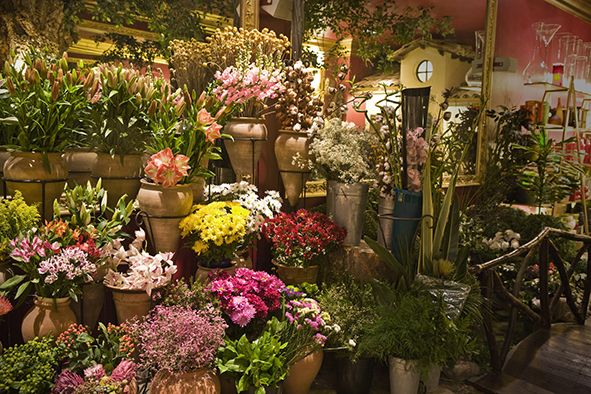 Negocio Floristería El Árbol