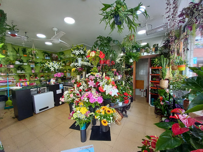 Negocio Floristeria Marjus Lore-Artisauak