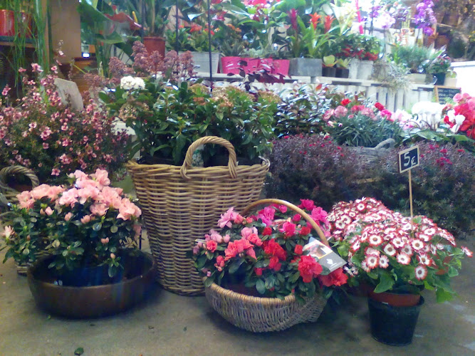 Negocio Floristería Pagoa Loradenda Zarautz