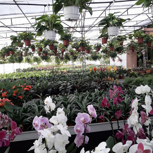 Negocio Garden El Lirio