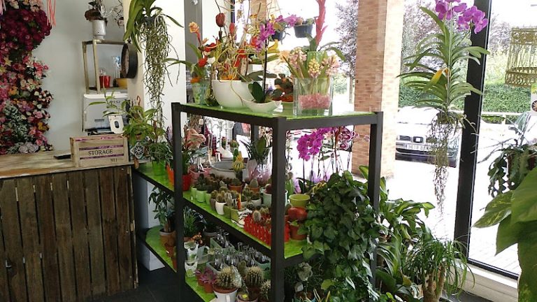 Pando Floristas