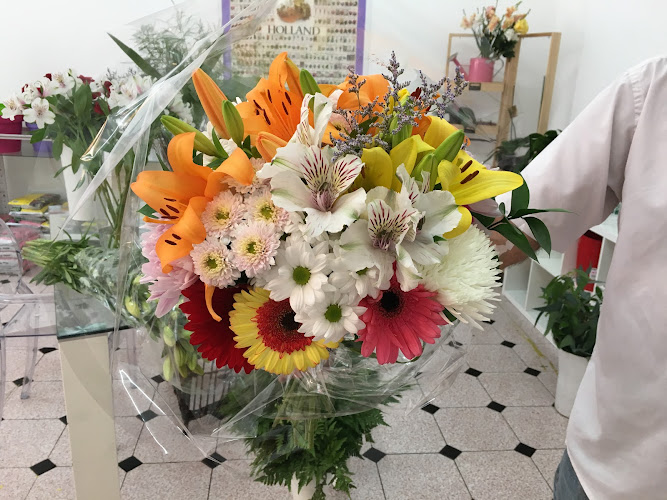 Negocio Primavera De Lola