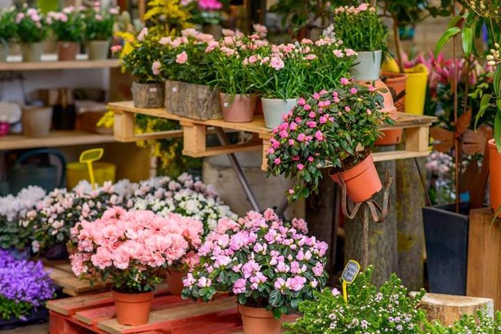 Floristerías en A Coruña