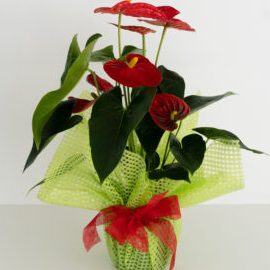 Inicio ARROYO FLORISTERIA LLEIDA FLORES CEREMONIAS EVENTOS PLANTAS ...
