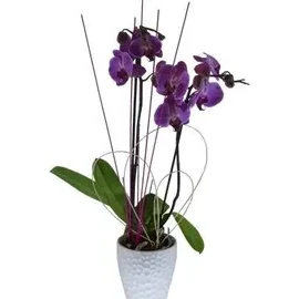 Floristería El Sobradillo - Flores a domicilio Santa Cruz de Tenerife