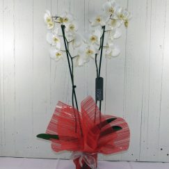 ▷ Floristería en Errenteria-【 Envío Flores Errenteria 】- Envío ...
