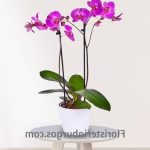 Floristería Miranda de Ebro | Enviar Flores a Miranda de Ebro