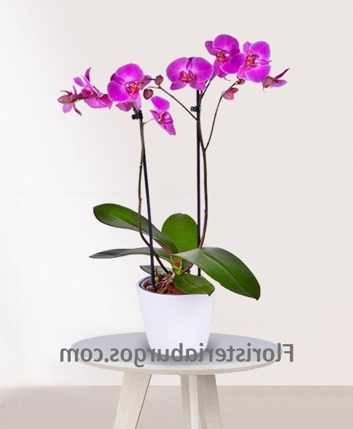 Floristería Miranda de Ebro | Enviar Flores a Miranda de Ebro