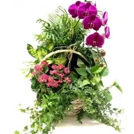Floristería Es Pont d'Inca - Flores a domicilio Islas Baleares
