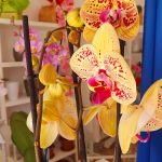 Inicio - El Jardín de Paula