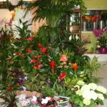 Floristerías Valle del Tiétar sur de Gredos