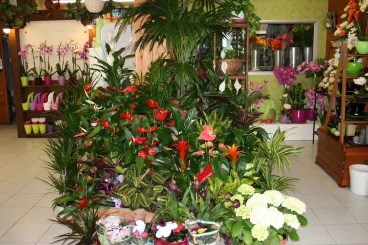 Floristerías Valle del Tiétar sur de Gredos