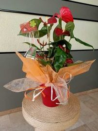 Floristería Torredembarra - Floristería Pètals